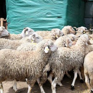 Sacrificial Donation